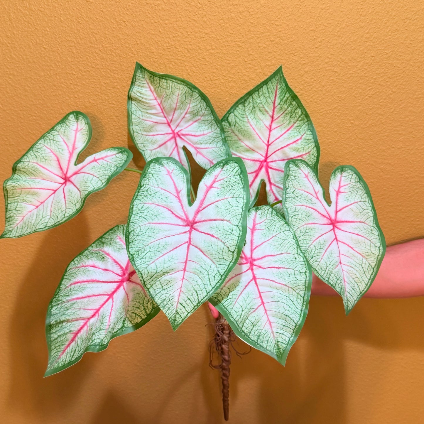 Real Touch Artificial Caladium with roots, Ultra realistic Moist Feel Faux Tropical Plant, Luxury Faux Plant Stem Home Decor