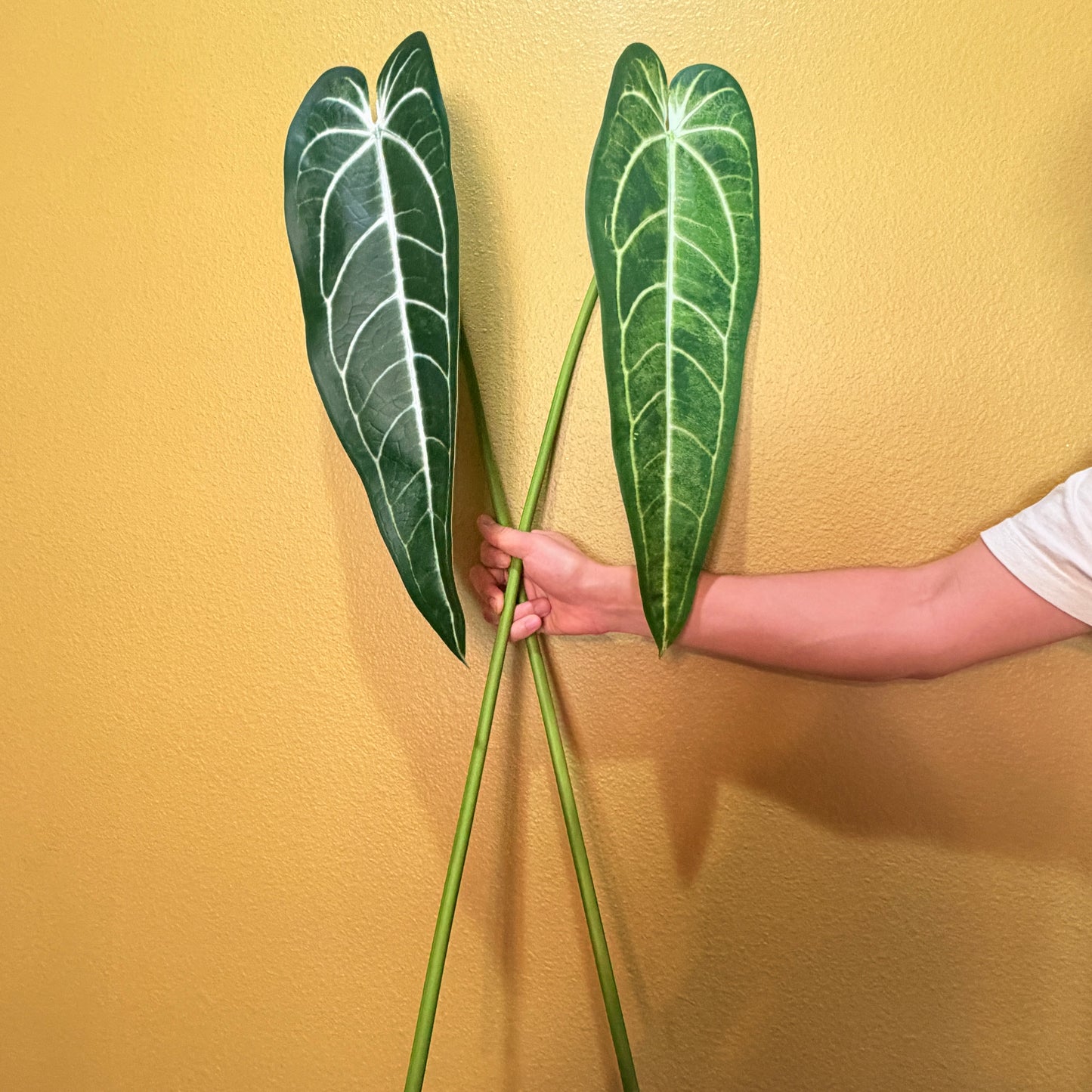 Real Touch Queen Anthurium Leaf, Ultra-Realistic Moist Feel Artificial Foliage, Luxury Faux Collector Plant Stem for Home Decor