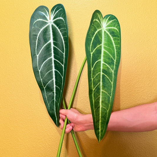 Real Touch Queen Anthurium Leaf, Ultra-Realistic Moist Feel Artificial Foliage, Luxury Faux Collector Plant Stem for Home Decor