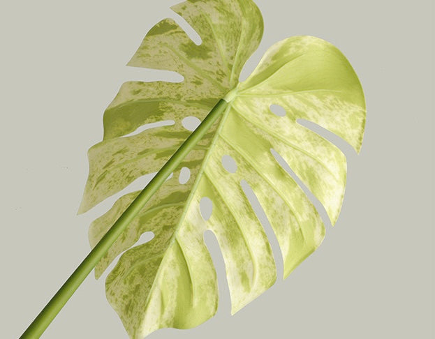 Real Touch Faux Monstera Leaf Stem, Moist Feel Artificial Tropical Foliage, Variegated Green Decor