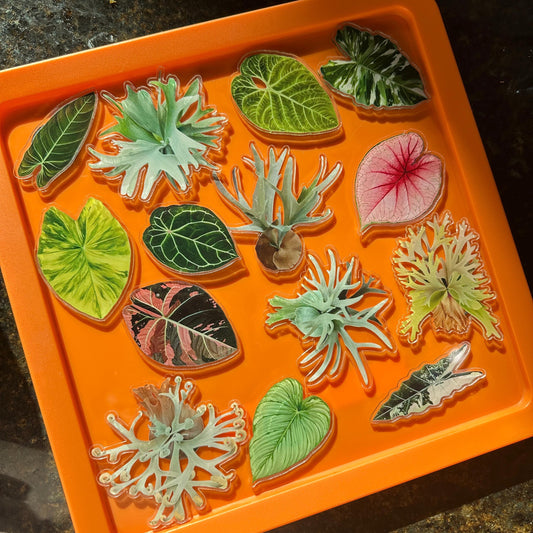Handmade Staghorn Fern Resin Fridge Magnets - Nature's Beauty for Your Home