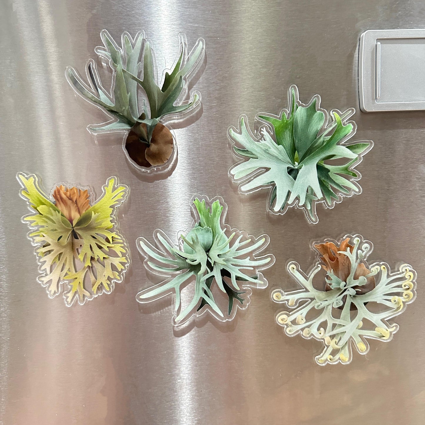 Handmade Staghorn Fern Resin Fridge Magnets - Nature's Beauty for Your Home